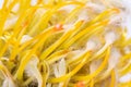 Yellow pincushion protea closeup. Leucospermum conocarpodendron