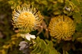 Yellow Pincushion Protea (Leucospermum) Royalty Free Stock Photo