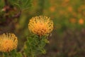 Yellow pincushion protea Leucospermum cordifolium Royalty Free Stock Photo