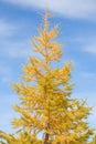 Yellow pine