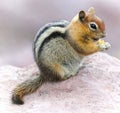 Yellow-pine Chipmunk Eating a Cracker. Royalty Free Stock Photo