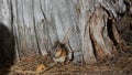 Yellow Pine Chipmunk eating a huckleberry Royalty Free Stock Photo