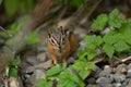 Yellow Pine Chipmunk on forest floor surrounded by green leaves Royalty Free Stock Photo