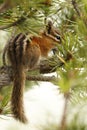 A Yellow-pine Chipmunk hiding in a pine tree\'s branches