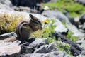 Yellow-pine Chipmunk on Mount Rainier Royalty Free Stock Photo