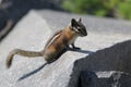 Yellow-Pine Chipmunk on a Rock