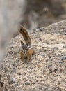 Yellow-pine Chipmunk on Rocks Royalty Free Stock Photo