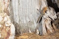 Chipmunk on an old weathered stump