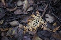 a yellow pine leaf on dead leaves covered forest ground in autumn Royalty Free Stock Photo