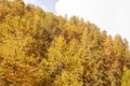 Yellow pine tree tops in autumn