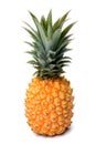 Yellow pineapple