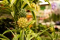 Yellow pineapple fruit in a greenhouse of tropical plants. Ripe bright tasty Bromelia ananas pineapple grown in a greenhouse.