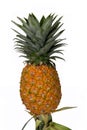Yellow pineapple isolated on white background Royalty Free Stock Photo