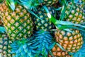 Yellow pineapple in the market Royalty Free Stock Photo