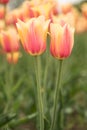 Yellow and Pink Blushing Beauty Tulips Holland Michigan Royalty Free Stock Photo