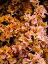 Yellow pink Bougainvillia flowers ideal as floral background wallpaper Royalty Free Stock Photo