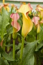 Yellow and pink calla lily