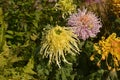 Yellow and pink chrysanthemum flowers blossom in the bush in sunny day Royalty Free Stock Photo