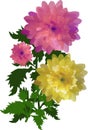 Yellow and pink chrysanthemum flowers isolated on white