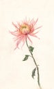 Yellow-pink chrysanthemum watercolor painting.