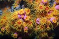 Yellow pink coral reef tubastrea scleractinia coccinea with underwater body polyps. Scuba diving the reef of Richelieu Rock