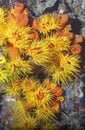 Yellow pink coral reef tubastrea scleractinia coccinea with underwater body polyps. Scuba diving the reef of Richelieu Rock