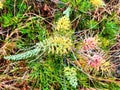 Yellow and pink curled flowers of a Grevillea