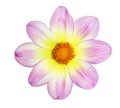 Yellow Pink Dahlia