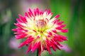 Yellow and pink Dahlia \