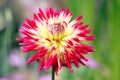 Yellow and pink Dahlia \