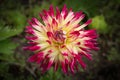 Yellow and pink Dahlia \