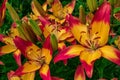 Yellow-pink Daylilies Latin: Hemerocallis close up. Floral bed. Soft focus Royalty Free Stock Photo