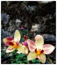 Yellow and pink double shade ground orchid flower