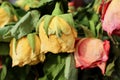 Close up of bunch of dead roses.