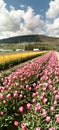 Tulip field at Abbotsford Tulip Festival in British Columbia, Canada Royalty Free Stock Photo