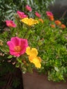 Yellow pink flower green leaves bright close clear