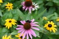 Yellow and pink flowers bumblebee on the green grass Royalty Free Stock Photo