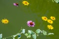 Yellow and pink flowers, leaves on the surface of the water in the pond on the occasion of the rite of baptism