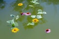 Yellow and pink flowers, leaves on the surface of the water in the pond on the occasion of the rite of baptism