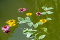 Yellow and pink flowers, leaves on the surface of the water in the pond on the occasion of the rite of baptism