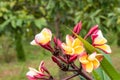 Yellow and pink flowers or Plumeria obtusa in garden. Royalty Free Stock Photo