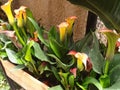 Yellow and pink flowers of zantedeschia aethiopica or zantedeschia albomaculata