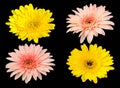 Yellow and pink Gerbera bloom Flowers isolated on black background Royalty Free Stock Photo