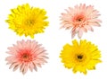 Yellow and pink Gerbera bloom Flowers isolated on white background Royalty Free Stock Photo