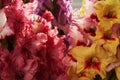 Yellow and pink gladioluses. Background Royalty Free Stock Photo