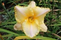 Yellow, pink and gold daylily flower