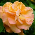 Yellow-pink gradient rose Royalty Free Stock Photo