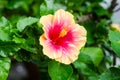 Yellow and Pink Hibiscus Flower in garden Royalty Free Stock Photo