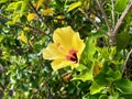 Yellow and pink hibiscus flower surrounded by green leaves. A feeling of vacation and relaxation Royalty Free Stock Photo