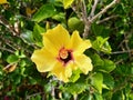 Yellow and pink hibiscus flower surrounded by green leaves. A feeling of vacation and relaxation Royalty Free Stock Photo